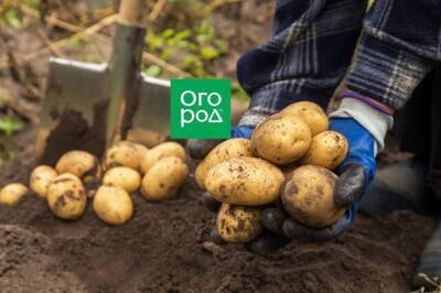 Ранние и ультраранние сорта картофеля (описание с фото) - ogorod.ru