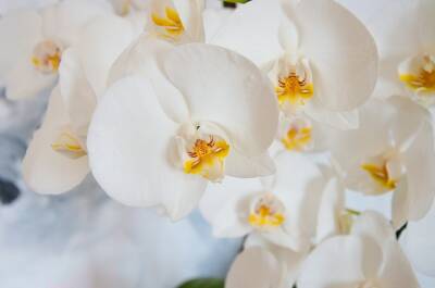 Ольга Котова - 3 простых действия, которые заставят вашу орхидею постоянно цвести - belnovosti.by