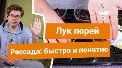 Выращиваем рассаду лука порея по правилам - botanichka.ru
