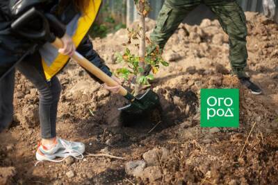 Пересадка укоренившихся деревьев и кустарников: как сделать это правильно - ogorod.ru