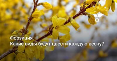 Форзиция. Какие виды будут цвести каждую весну? - botanichka.ru - Корея