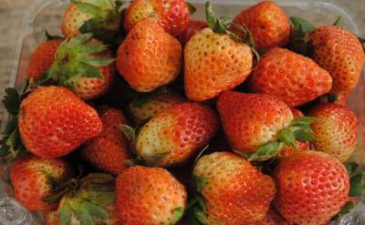 Светлана Протас - Что сделать с клубникой в марте, чтобы собрать богатый урожай сочных и крупных ягод - belnovosti.by