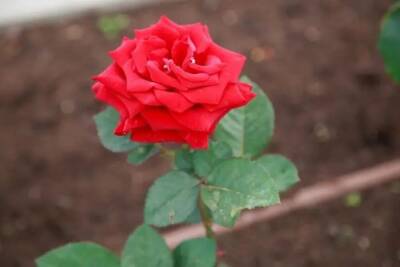 Елен Гутыро - Хитрости подкорки капризных роз, которые помогают выращивать здоровые и красивые цветы - belnovosti.by