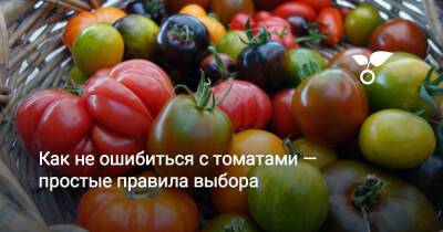 Как не ошибиться с томатами — простые правила выбора - botanichka.ru