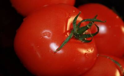Светлана Протас - 2 ошибки дачников при пикировке томатов, из-за которых урожай может быть поставлен под угрозу - belnovosti.by