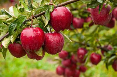 5 дел, которые позволят увеличить урожай яблок вдвое - ogorod.ru