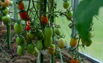 Светлана Протас - 2 сорта томатов, которые растут на кустах огромными гроздьями: завалят урожаем - belnovosti.by