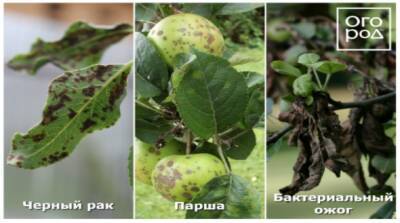 Черные точки на листьях и плодах яблони: почему появляются, способы борьбы с заболеванием - orchardo.ru
