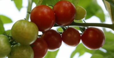 Классификация сортов томатов по технологии выращивания и поражаемости их фитофторозом - sad-dacha-ogorod.com