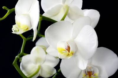 Елен Гутыро - Как заставить капризную орхидею выпустить новые цветоносы: простое средство для сочных листьев и пышного цветения - belnovosti.by