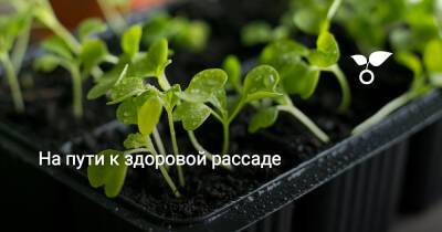 На пути к здоровой рассаде - botanichka.ru