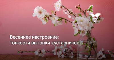 Весеннее настроение — тонкости выгонки кустарников - botanichka.ru