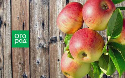 Самые урожайные сорта яблонь: 11 вариантов для посадки этой весной - ogorod.ru