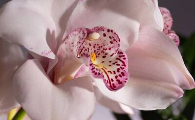 Светлана Протас - Наращиваем корни орхидеи с помощью обычной ваты: простой способ - belnovosti.by