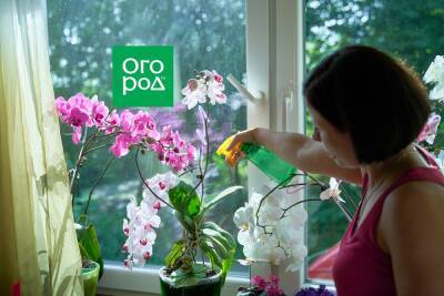 Три секретные подкормки для орхидей, которые точно работают - ogorod.ru