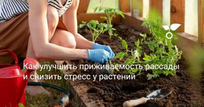 Как улучшить приживаемость рассады и снизить стресс у растений - botanichka.ru