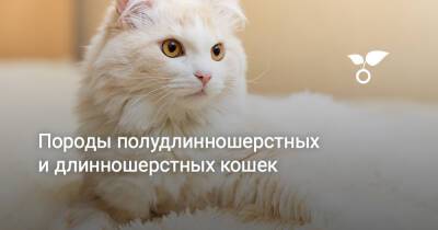Породы полудлинношерстных кошек - botanichka.ru