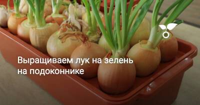 Выращиваем лук на зелень на подоконнике - botanichka.ru