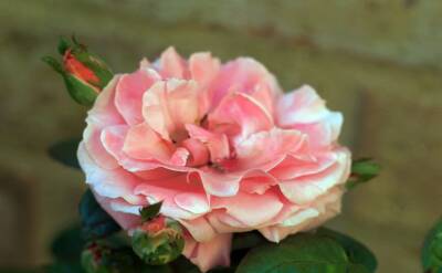 Светлана Протас - Одну из этих роз стоит посадить на клумбе: 2 сорта, от которых глаз не оторвать - belnovosti.by