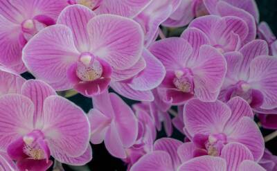 Светлана Протас - Для обильного цветения орхидеи поможет хитрость с лимоном - belnovosti.by