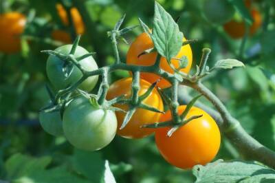 Светлана Протас - Чего не хватает томатам, если у рассады фиолетовые или жёлтые листья и стебли: подсказка дачникам - belnovosti.by