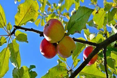 Почему яблони плодоносят не каждый год: ошибки, которые допускают дачники - belnovosti.by
