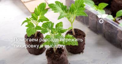 Помогаем рассаде пережить пикировку и высадку - botanichka.ru