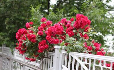 Светлана Протас - 2 секрета нужно знать, чтобы вырастить роскошные пышные розы: соседки рты откроют от красоты - belnovosti.by