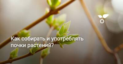Как собирать и употреблять почки растений? - botanichka.ru