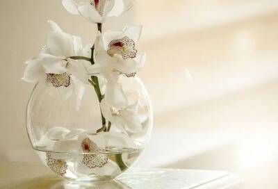 Елен Гутыро - Копеечное удобрение для капризных орхидей: пару поливов – и вы не узнаете свои цветы - belnovosti.by