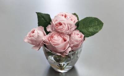Роза Морозов - Как правильно посадить розы в открытый грунт весной - belnovosti.by
