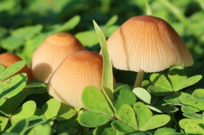 Почему в саду растут поганки: о чем это говорит и что делать с грибами - belnovosti.by