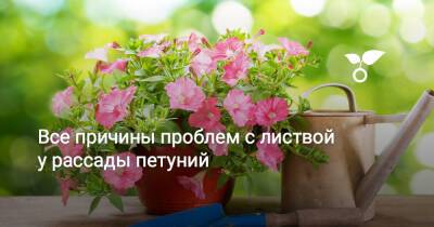 Все причины проблем с листвой у рассады петуний - botanichka.ru