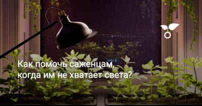 Как помочь саженцам и комнатным растениям, когда им не хватает света? - botanichka.ru