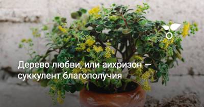 Дерево любви, или аихризон — суккулент благополучия - botanichka.ru