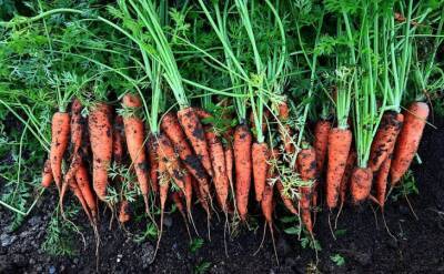 Светлана Протас - Чем посыпать грядки для посева моркови, чтобы выросли крупные корнеплоды: хитрость дачников - belnovosti.by