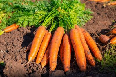 Урожайные и вкусные сорта моркови для хранения, соков и консервации - ogorod.ru