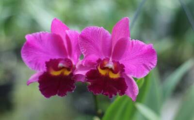Светлана Протас - 2 секретные подкормки для орхидей, которые точно работают: зацветут пышнее прежнего - belnovosti.by