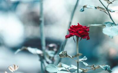 Светлана Протас - Как весной спасти чахлую розу, которая вымерзла до земли: чтобы выгнала побеги и пышно окустилась - belnovosti.by