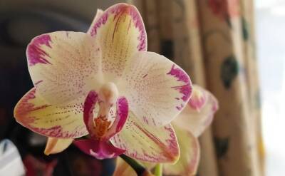 Светлана Протас - Полейте орхидею лимонной водой: на следующие сутки вы не узнаете цветок - belnovosti.by