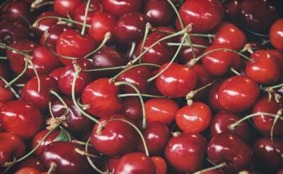 Светлана Протас - 2 полезных совета для тех, у кого не плодоносит вишня: насладитесь сочными ягодами уже в этом году - belnovosti.by