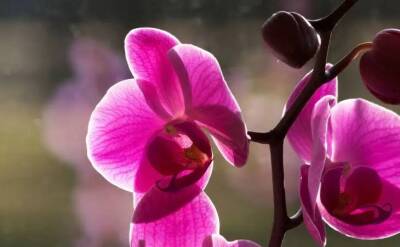 Елен Гутыро - Напоите этим орхидею и засохший цветок обрастет корнями, а цветоносы будут все в бутонах - belnovosti.by