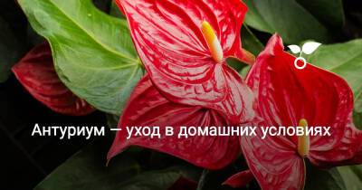 Антуриум — уход в домашних условиях - botanichka.ru