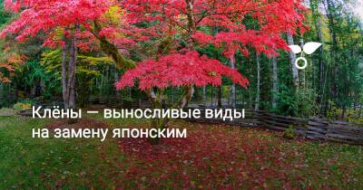 Клёны — выносливые виды на замену японским - botanichka.ru