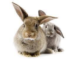 Промышленное скрещивание кроликов - sad-dacha-ogorod.com