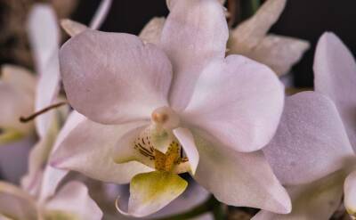 Светлана Протас - От этой подкормки орхидея хорошеет на глазах: и корни нарастают, и пышно цветёт - belnovosti.by