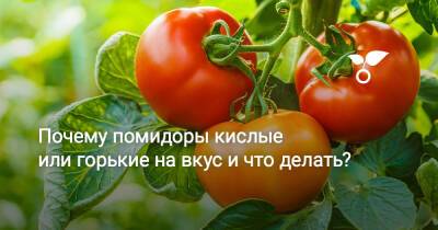 Почему помидоры кислые или горькие на вкус и что делать? - botanichka.ru