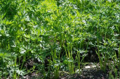 Легкой способ посева моркови: урожай уже в мае - belnovosti.by
