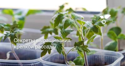 Секреты выращивания крепкой рассады - botanichka.ru