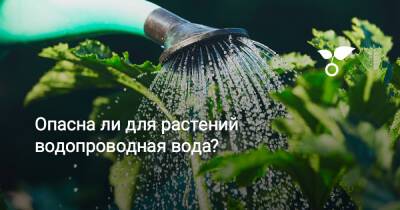 Опасна ли для растений водопроводная вода? - botanichka.ru